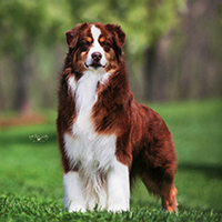 ASCA/AKC GCH Sirius Money to Burn bernie front sirius aussies australian shepherds