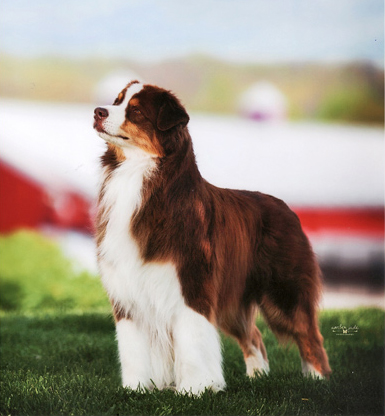 ASCA/AKC GCH Sirius Money to Burn