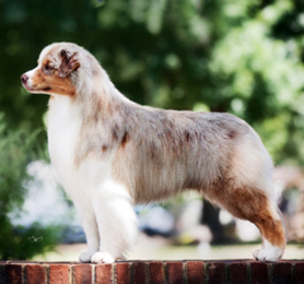 sirius australian shepherds puppies and stud dogs, jimmy, CH Sirius Copper Still of Harmony Hill