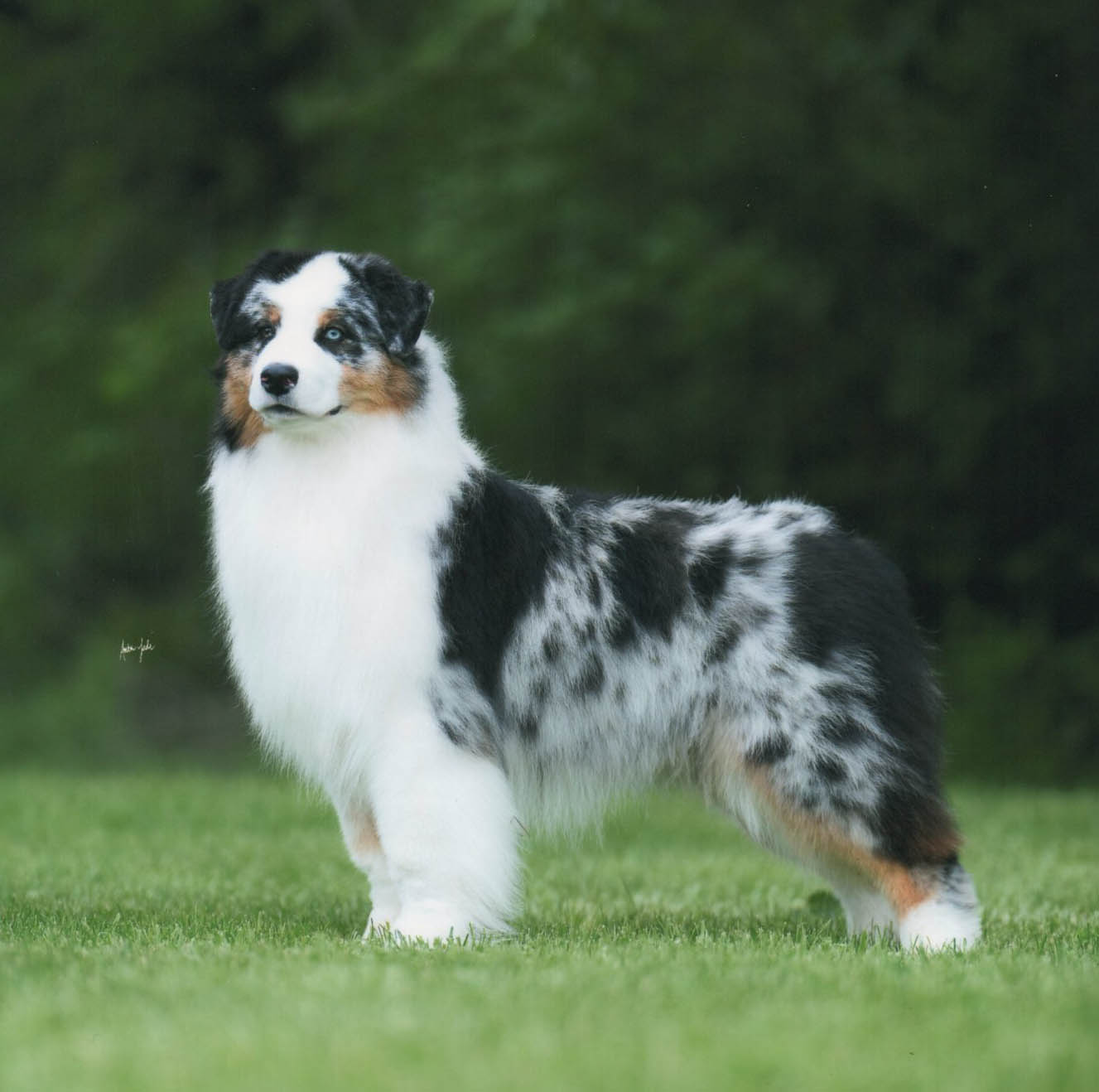 sirius australian shepherds puppies and stud dogs, north,  Sirius Harmony Hill In Flight
