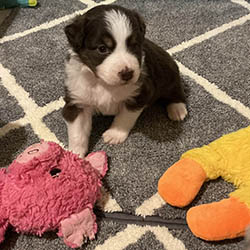 sirius aussies australian shepherd 2 weeks old puppy, 2 available