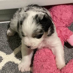 sirius aussies australian shepherd 2 weeks old puppy, 2 available