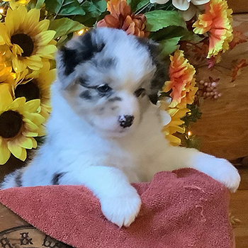 Sirius Australian Shepherd Puppies in Ohio
