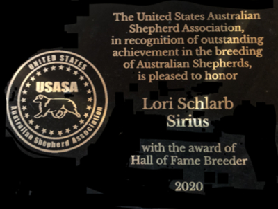 australian shepherd association breeder sirius aussies