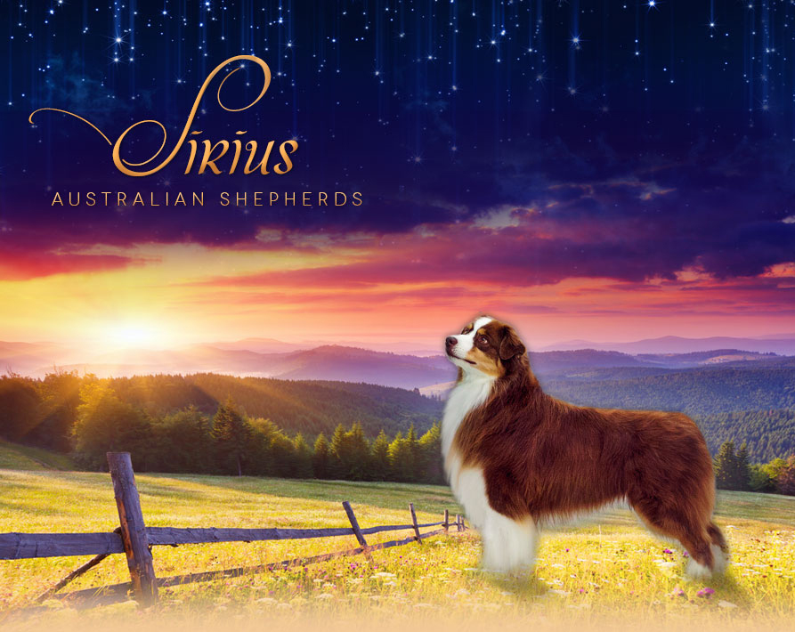 sirius australian shepherds ohio